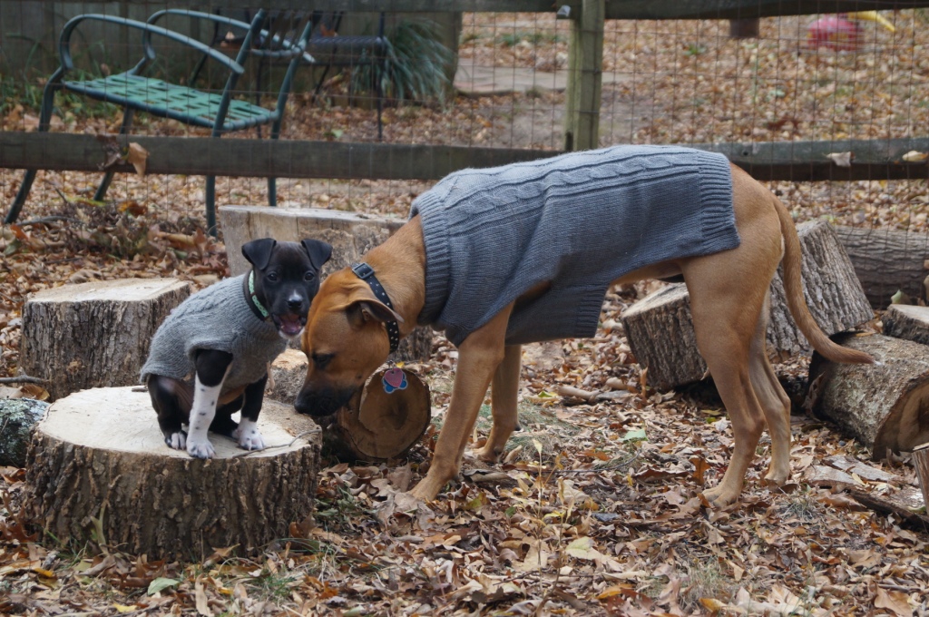 Lola and Bitsy, the dogs