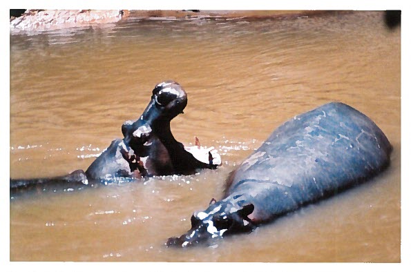 2 Hippos image